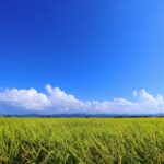 農地の種類とは?――知らずに手を出すと後悔する「土地の本質」