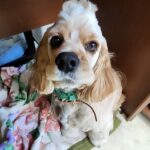 【ワンコと不動産】犬と暮らす家を選ぶときに知っておきたい5つのポイント